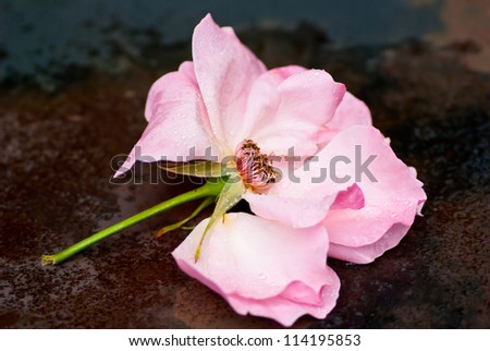 Faded pink rose with fallen petals laying on rusty table.