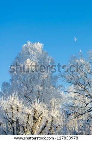 Snowy trees against clear blue sky with the moon a winter day.