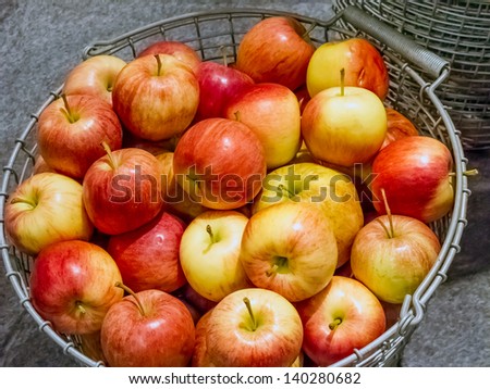 Harvested red and yellow apples in steel basket.