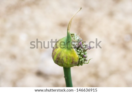 Onion plant with flower head in vegetable garden in summer.