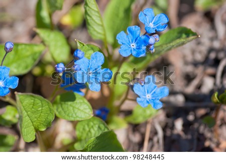 Bright blue flowers named Blue-eyed-Mary in flowerbed in spring.