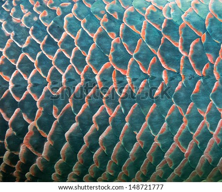 Background of giant fish scale