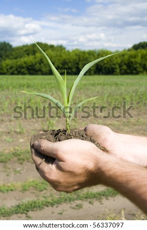 Young green plant in palms of hands