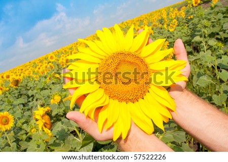 Sunflower in palms of hands