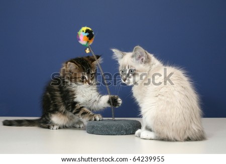 Young and playful kittens on tabletop with a blue wall for background