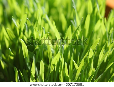 green wheat grass