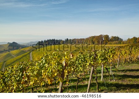 landscape with vineyard in fall with colored leaves
