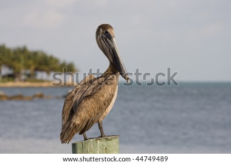 Pelican on a post in a pier at Key West, Florida