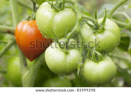 The agricultural complex actively develops innovative techniques of cultivation of tomatoes