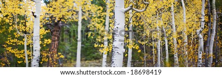 panoramic photo of aspen trees with yellow leaves in the fall outside in the forest