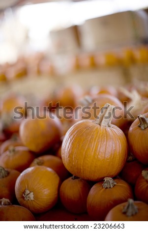 many pumpkins lined up in the pumpkin patch with a large pumpkin in the foreground
