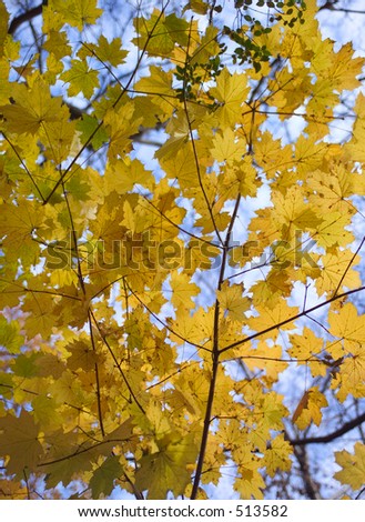 Yellow leaves against a blue sky