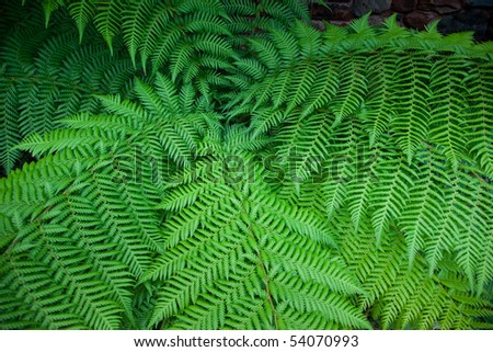 A large shaded fern showing fractal leaf patterns