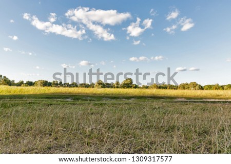 Rural summer landscape in Koncha-Zaspa, Ukraine. Focus on a foreground. Koncha-Zaspa is a historic neighbourhood of Kiev. In the 1920s the territory was the first state preserve. Zdjęcia stock © 