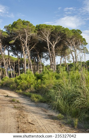Tuscany forest road landscape with parasol pines and shoots of young trees, Italy