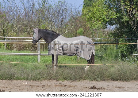 Horse on farm covered with face fly mask and body blanket standing at the fence line in sunshine