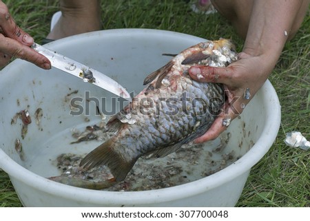 woman hands gutting and cleaning fish closeup