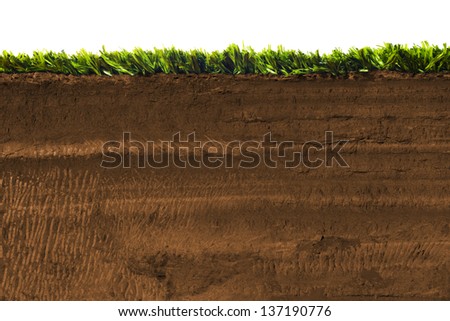 Cross section of grass on soil