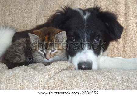 pup and kitty head to head
