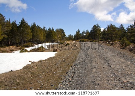 Rocky path next to pine trees in a snowy landscape on Parque Natural Sierra Cebollera, La Rioja, Spain.