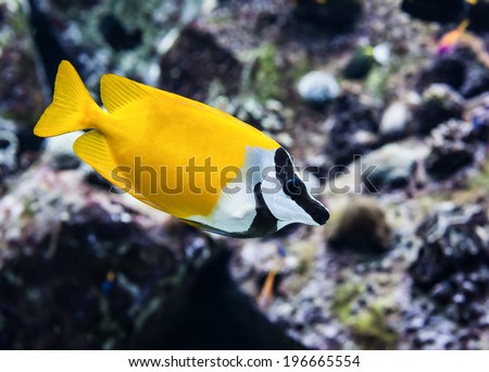 Beautiful exotic ocean fish closeup in ocean (diving concept)
