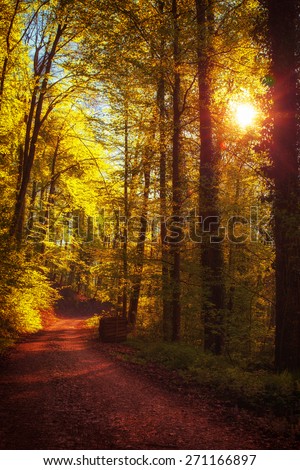 Dreamy golden forest road at sunset. Summer vacation and hiking concept. (diffused)