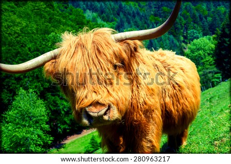 Beautiful funny highland cow grazing in mountain fields looking into camera. Summer vacation and agriculture concept.