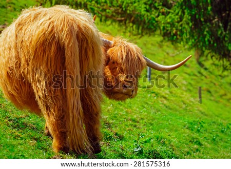 Funny highland cow grazing in mountain fields looking surprised and angry. Farming and recreation concept.
