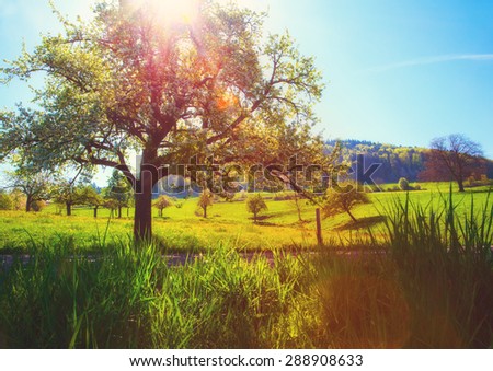 Scenic countryside landscape in picturesque summer valley in Germany with sun glare through a tree, Schwarzwald. Diffused, filtered.