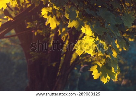 Beautiful summer background with evening sun shining through maple leaves at sunset. Dreamy summer concept.