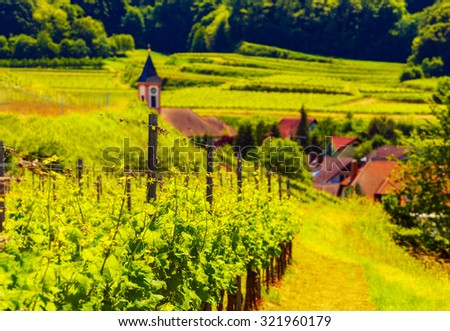 Picturesque summer vineyard landscape with vines growing on hills in a historic place in Germany, Black Forest, Kaiserstuhl. Wine-making background. Vintage effect.