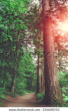 Scenic summer forest background with a big pine tree sun glare and a path.