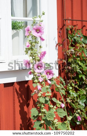 Stock rose (hollyhock) on the wall of a red wooden house in Sweden