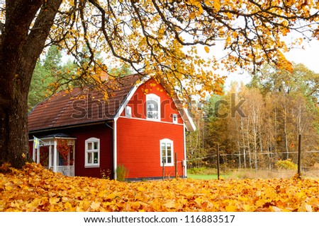 Picturesque rural view of a traditional red painted Swedish timber house standing in a carpet of vibrant yellow autumn leaves