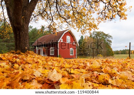 Picturesque traditional red Swedish house amongst a carpet of yellow orange autumn leaves in a peaceful country landscape