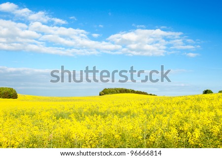 Fields of rapeseed on the island Langeland, Denmark,