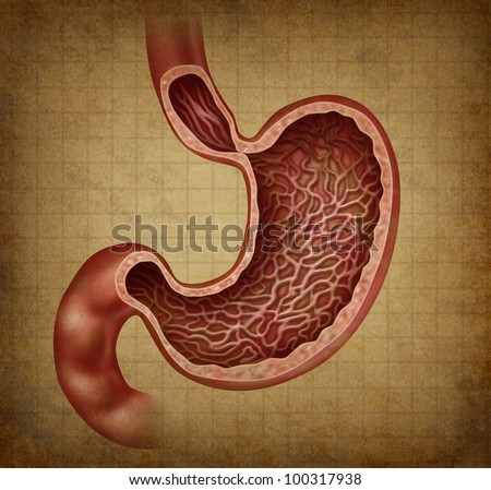 Stomach Anatomy Diagram Of The Human Digestive Organ With A Medical ...