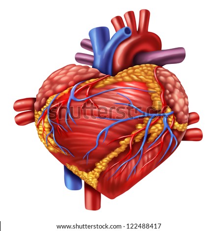 Human Heart In The Shape Of A Love Symbol Using The Organ From The Body ...