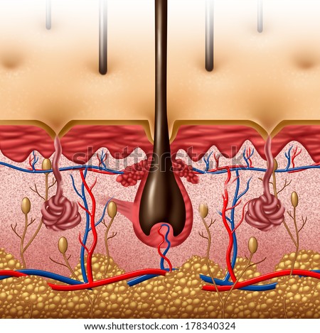 Skin Anatomy Diagram Concept With A Cross Section Of The Human Body ...