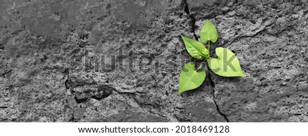 Ecology concept and new life symbol as a seedling young plant overcoming a difficult environment growing through a crack in cement as a persistence and determination metaphor. Imagine de stoc © 