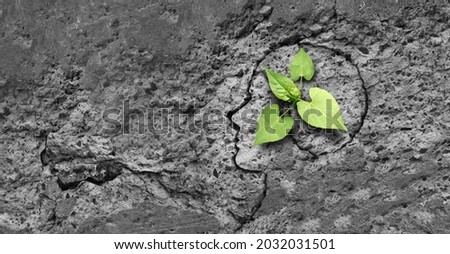 Perseverance success psychology and a human mindset to persevere and survive hardship as a concept of positive thinking and believing in hope for life  and overcoming obstacles as a crack in cement. Photo stock © 