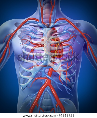 Human Heart Circulation In A Skeleton Cardiovascular System As An ...