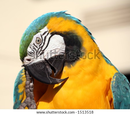 Blue and gold macaw scratching his beak with his clawed foot