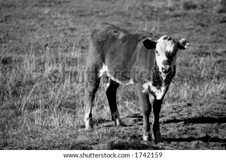 Young calf standing in a field with flies on it in black and white