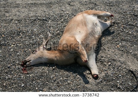 Dead deer missing all four lower legs