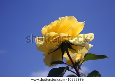 Yellow rose with beautiful blue sky background