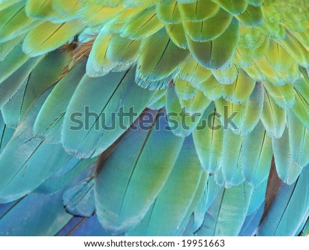 Close-up of the feathers of a green or blue and gold macaw parrot