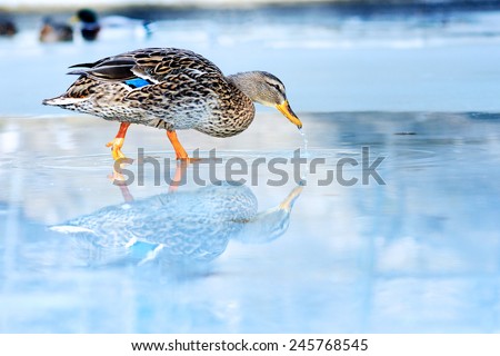 wild  duck on  ice  in frozen lake in cold winter day