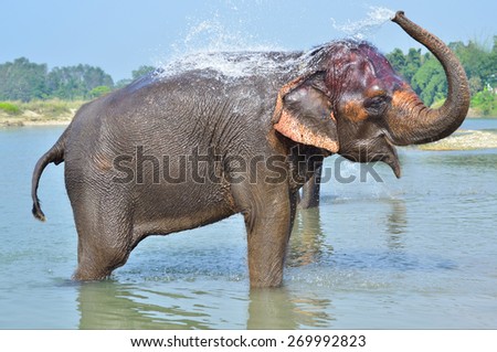 Cute Asian elephant blowing water out of his trunk in Chitwan N.P. Nepal