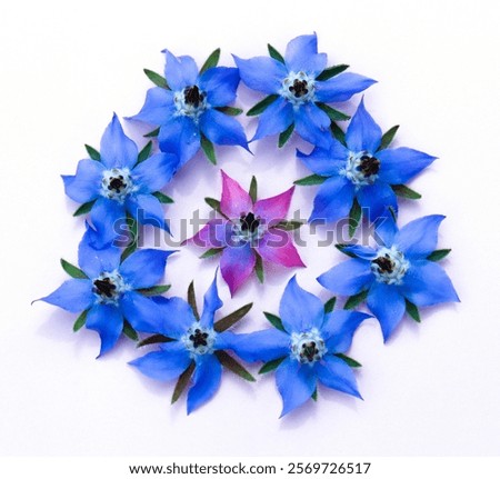 Similar – Image, Stock Photo A blue borage (Borago officinalis) involler flower. Next to it others, whose flower is still closed